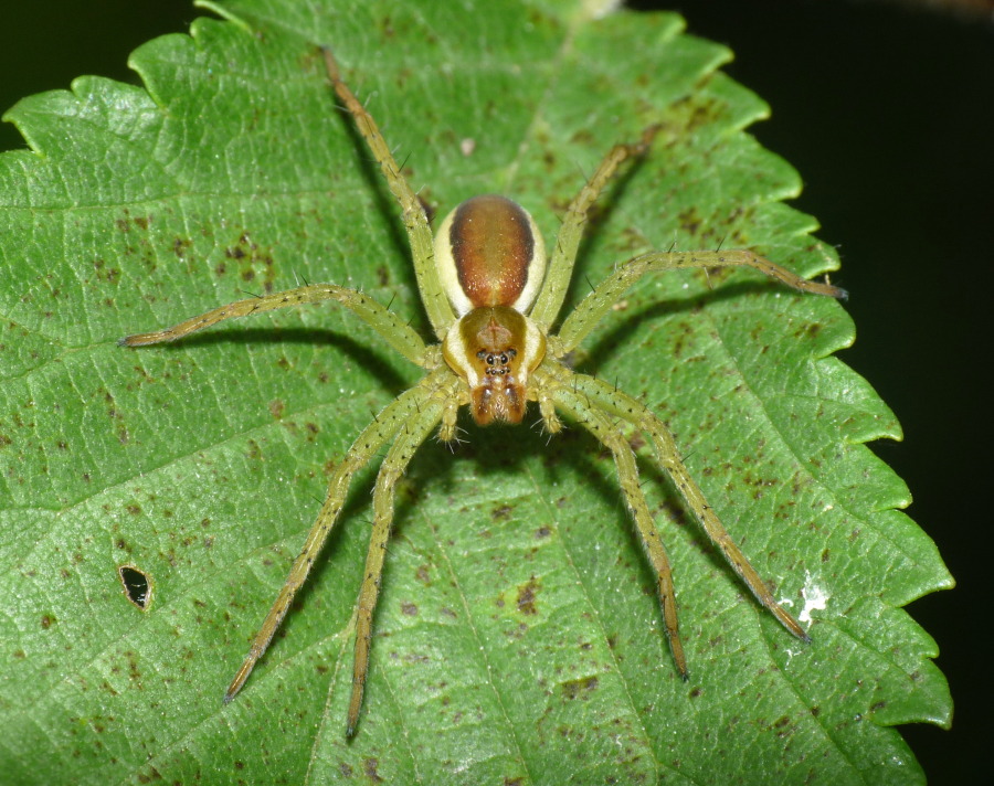 Dolomedes sp.